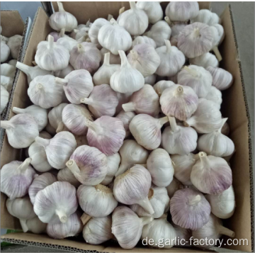 Hochwertige Bulk Knoblauch Hot Sales